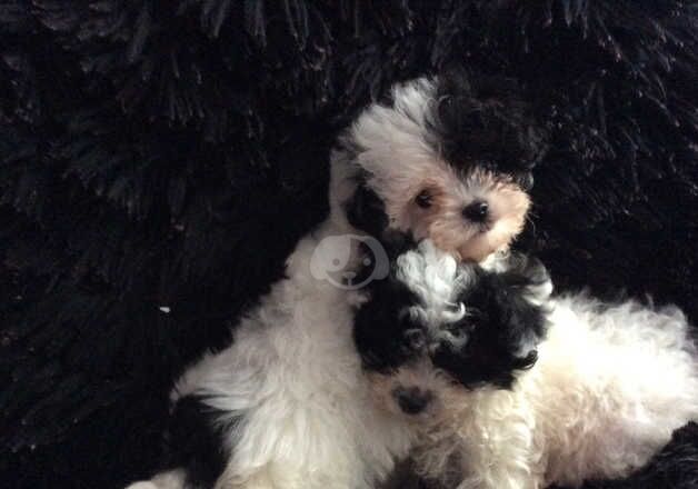 Asian poodle x Biewer terrier very rare little lap dog for sale in Manchester, Greater Manchester - Image 4