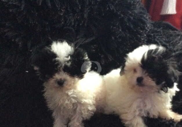 Asian poodle x Biewer terrier very rare little lap dog for sale in Manchester, Greater Manchester - Image 5