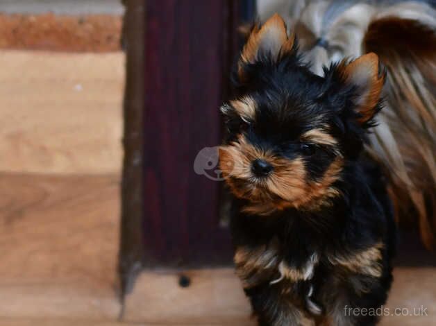 BABY FACE MINIATURE YORKSHIRE TERRIER PUPPIES DNA TESTED PARENTS for sale in Manchester, Greater Manchester - Image 2