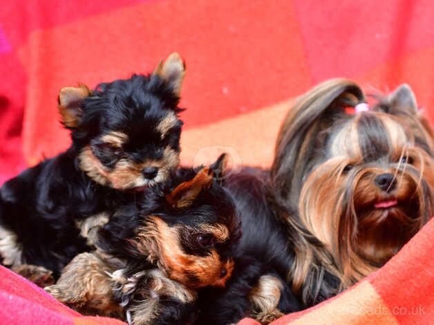 BABY FACE MINIATURE YORKSHIRE TERRIER PUPPIES DNA TESTED PARENTS for sale in Manchester, Greater Manchester - Image 5