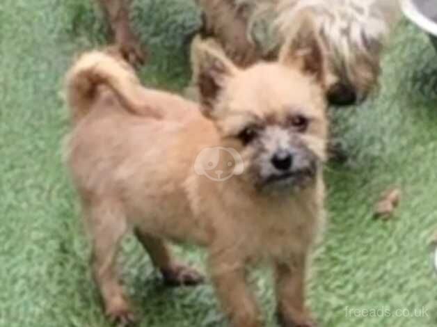 Baby Gizmo for sale in High Wycombe, Buckinghamshire