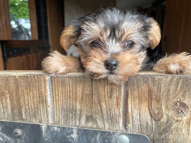 Beautiful 3/4 Yorkshire terrier boy for sale in Bewdley, Worcestershire - Image 1