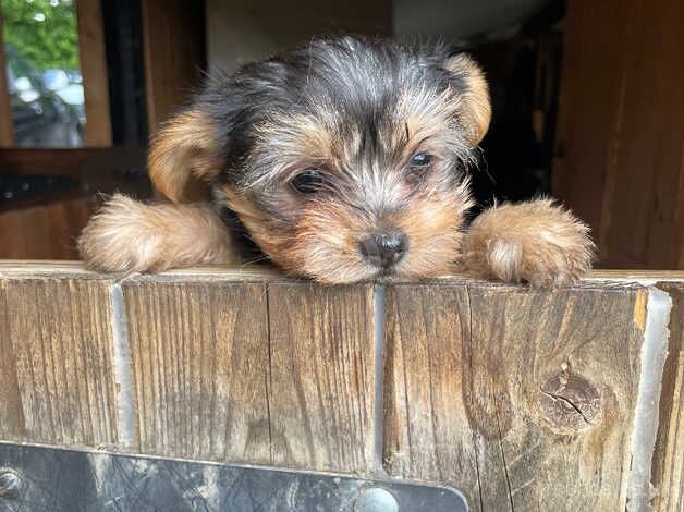 Beautiful 3/4 Yorkshire terrier boy for sale in Bewdley, Worcestershire - Image 2