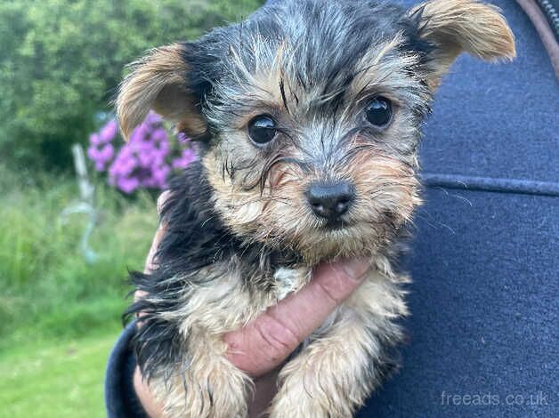 Beautiful 3/4 Yorkshire terrier boy for sale in Bewdley, Worcestershire - Image 3