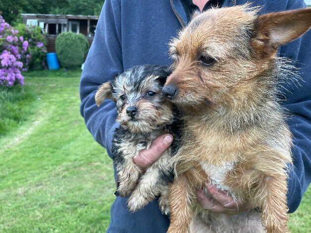 Beautiful 3/4 Yorkshire terrier boy for sale in Bewdley, Worcestershire - Image 4