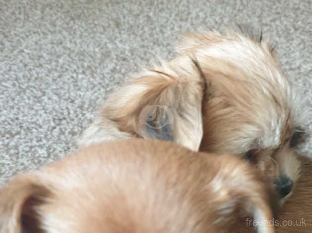 Beautiful chorkie puppies for sale in Derby, Derbyshire - Image 3