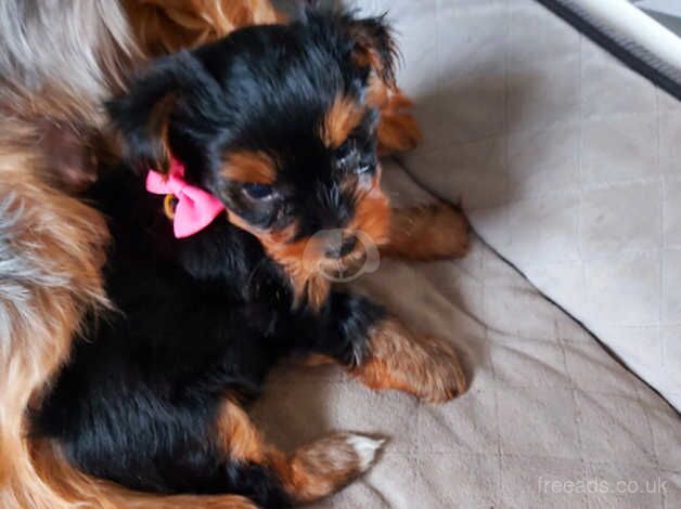 Beautiful female Flower&Sunshine York puppies for sale in Hemel Hempstead, Hertfordshire - Image 5