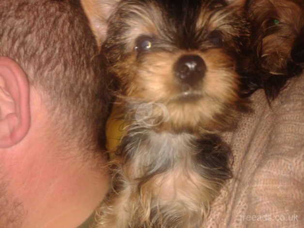 Beautiful Full Yorkshire pups for sale in Warrington, Cheshire - Image 1