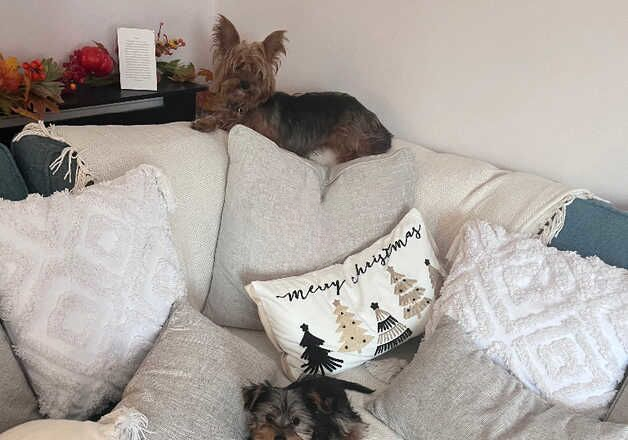 Beautiful girl yorkie for sale in Clydebank, West Dunbartonshire