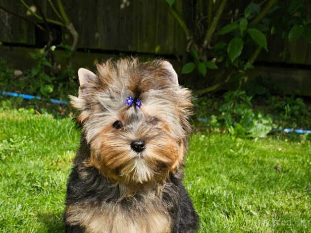 Beautiful Girl Yorkshire Terrier PEDIGREE for sale in Leicester, Leicestershire - Image 1