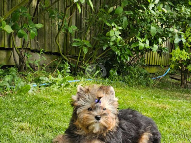 Beautiful Girl Yorkshire Terrier PEDIGREE for sale in Leicester, Leicestershire - Image 2