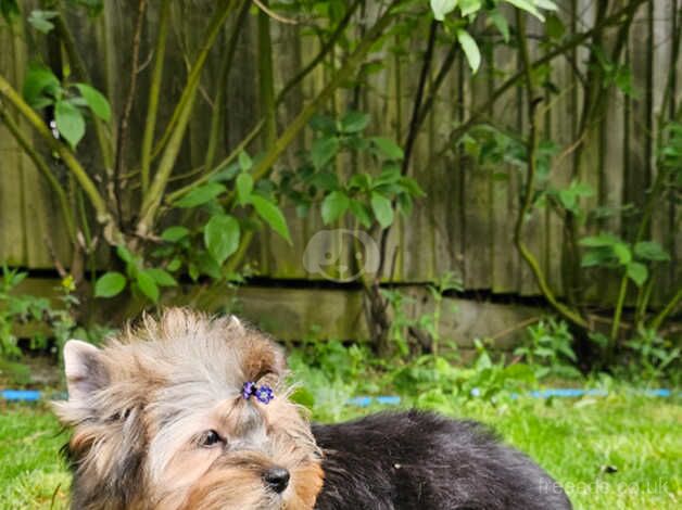 Beautiful Girl Yorkshire Terrier PEDIGREE for sale in Leicester, Leicestershire - Image 3