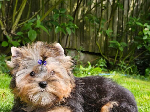 Beautiful Girl Yorkshire Terrier PEDIGREE for sale in Leicester, Leicestershire - Image 4