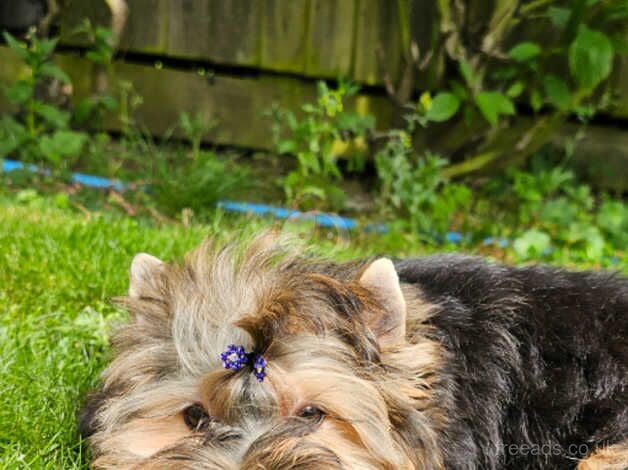 Beautiful Girl Yorkshire Terrier PEDIGREE for sale in Leicester, Leicestershire - Image 5