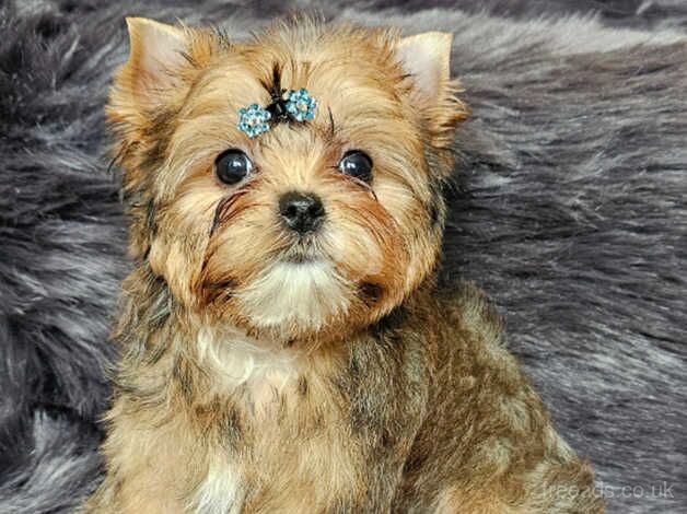 Beautiful Gold Yorkshire Terrier- Pedigree For Sale in Leicester ...