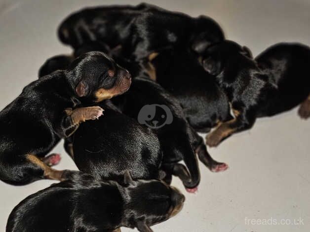 Beautiful KC Yorkshire Terrier Puppies for sale in Cambridge, Cambridgeshire