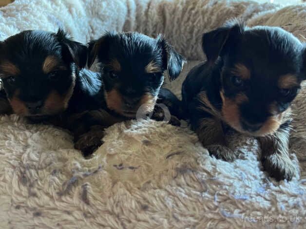 Beautiful KC Yorkshire Terrier Puppies for sale in Cambridge, Cambridgeshire - Image 2