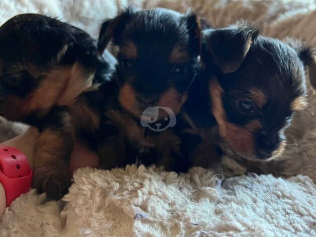 Beautiful KC Yorkshire Terrier Puppies for sale in Cambridge, Cambridgeshire - Image 4