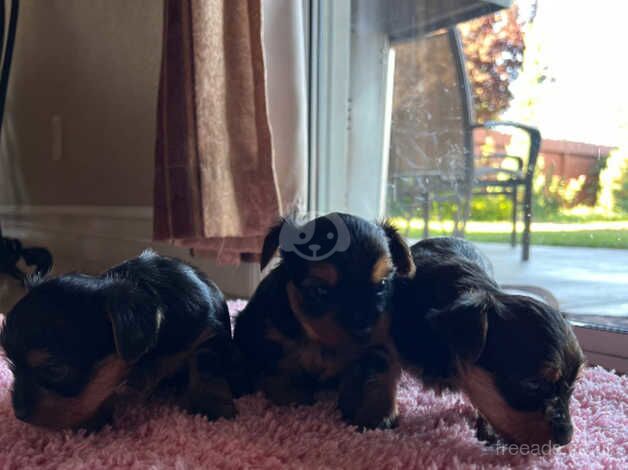 Beautiful KC Yorkshire Terrier Puppies for sale in Cambridge, Cambridgeshire - Image 5