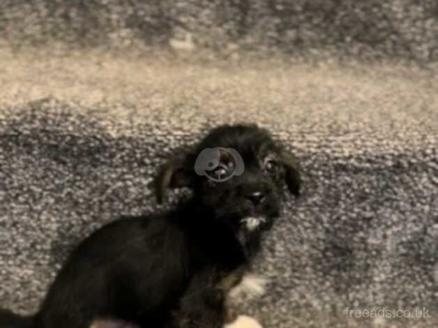 Beautiful little Yorkshire terrier cross Patterdale boy for sale in Manchester, Greater Manchester - Image 1