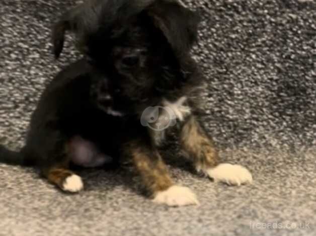 Beautiful little Yorkshire terrier cross Patterdale boy for sale in Manchester, Greater Manchester - Image 2