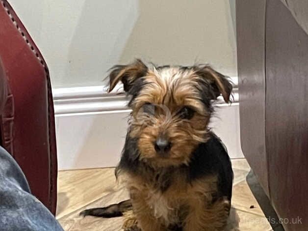 Beautiful MALE Yorkie Puppy for sale in Newry and Mourne