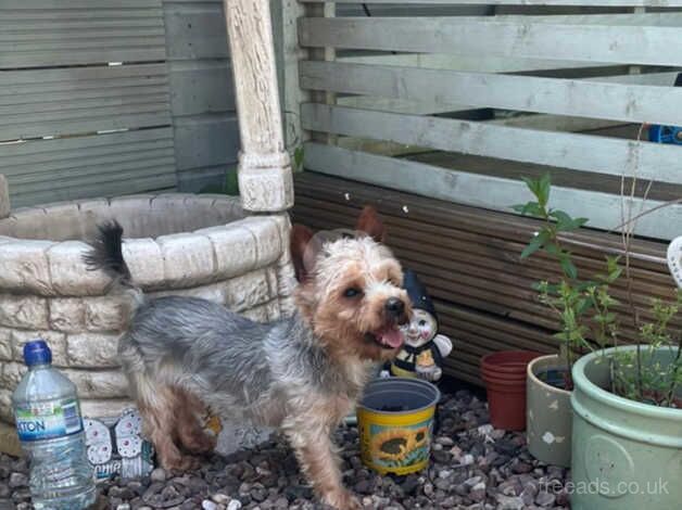 Beautiful Male Yorkshire Terrier for sale in Tipton, West Midlands - Image 1