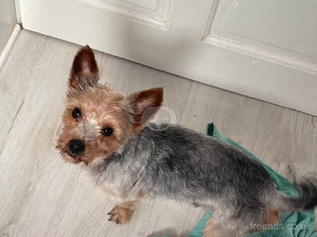 Beautiful Male Yorkshire Terrier for sale in Tipton, West Midlands - Image 2