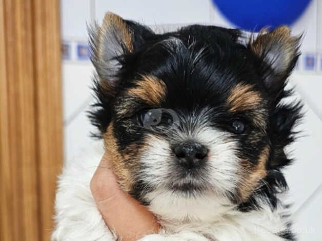 Beautiful Mini Girl Biewer Yorkshire Terrier PEDIGREE for sale in Leicester, Leicestershire