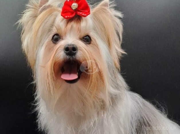 Beautiful Mini Girl Biewer Yorkshire Terrier PEDIGREE for sale in Leicester, Leicestershire - Image 2