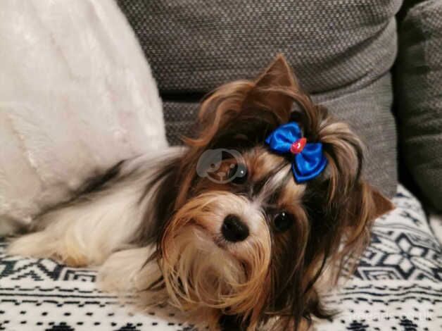 Beautiful Mini Girl Biewer Yorkshire Terrier PEDIGREE for sale in Leicester, Leicestershire - Image 3