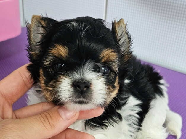 Beautiful Mini Girl Biewer Yorkshire Terrier PEDIGREE for sale in Leicester, Leicestershire - Image 5