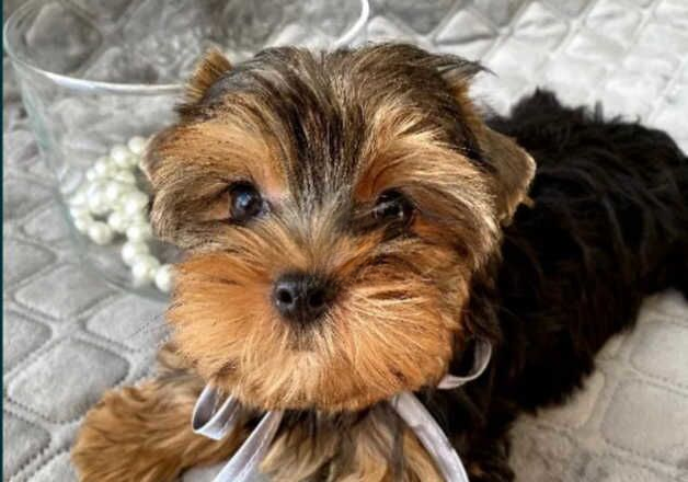 Beautiful miniature Yorkshire terrier girl for sale in Romford, Havering, Greater London