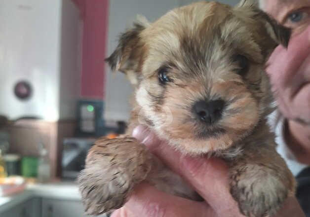 Beautiful Morkies available now for sale in Oldham, Greater Manchester - Image 5