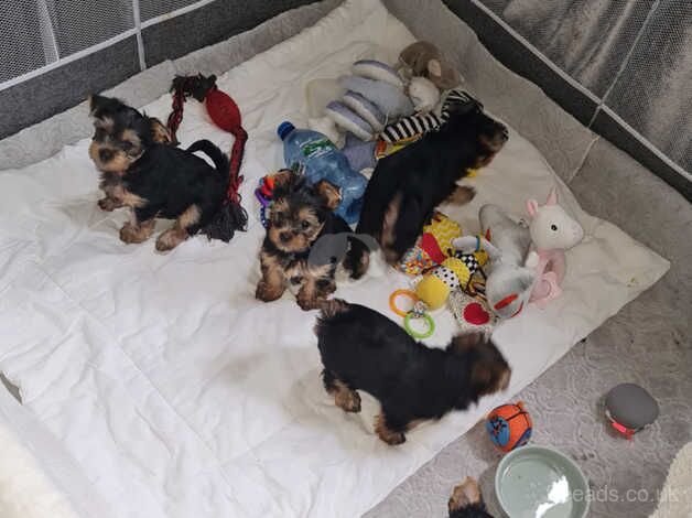 Beautiful pedigree miniature Yorkshire terriers puppies 4 girls and boy for sale in Enfield, Enfield, Greater London - Image 2