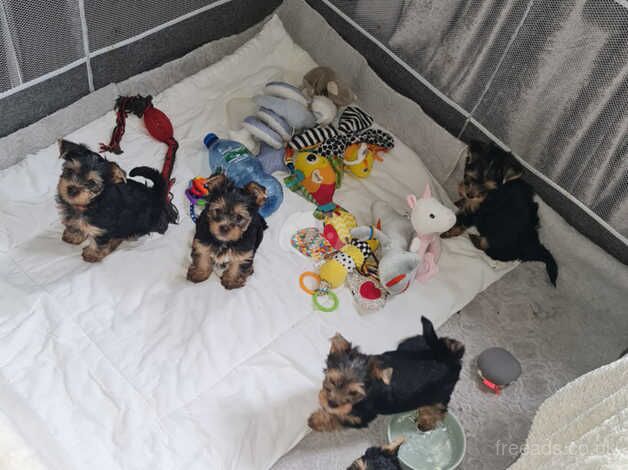 Beautiful pedigree miniature Yorkshire terriers puppies 4 girls and boy for sale in Enfield, Enfield, Greater London - Image 3