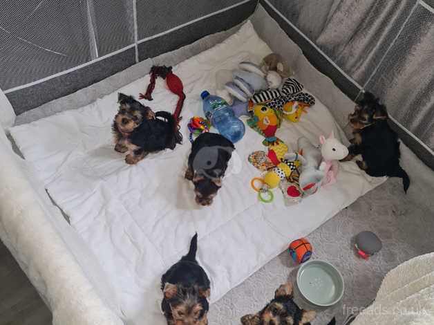 Beautiful pedigree miniature Yorkshire terriers puppies 4 girls and boy for sale in Enfield, Enfield, Greater London - Image 4