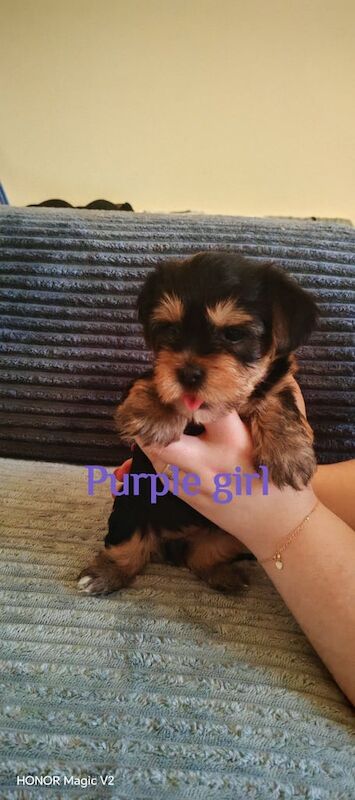 Beautiful Puppies for sale in Downpatrick, County Down