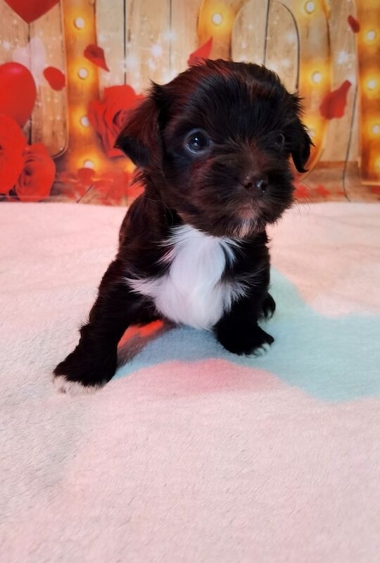 Beautiful puppies 💗pure Yorkshire terrier for sale in Laindon, Essex