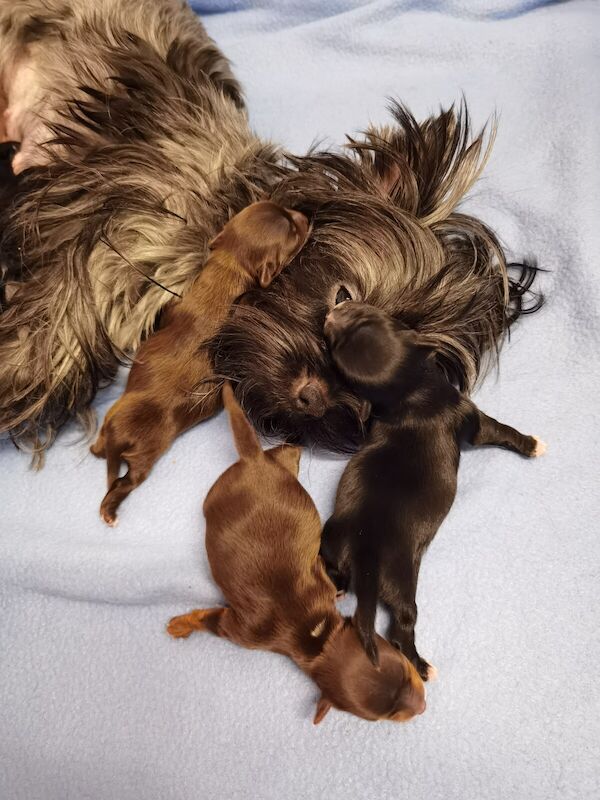 Beautiful puppies 💗pure Yorkshire terrier for sale in Laindon, Essex - Image 2