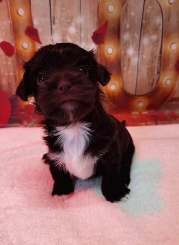 Beautiful puppies 💗pure Yorkshire terrier for sale in Laindon, Essex - Image 3