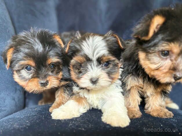 Beautiful Puppy Girls/READY NOW for sale in Tewkesbury, Gloucestershire - Image 3