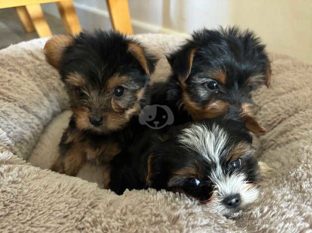 Beautiful Puppy Girls/READY NOW for sale in Tewkesbury, Gloucestershire - Image 4