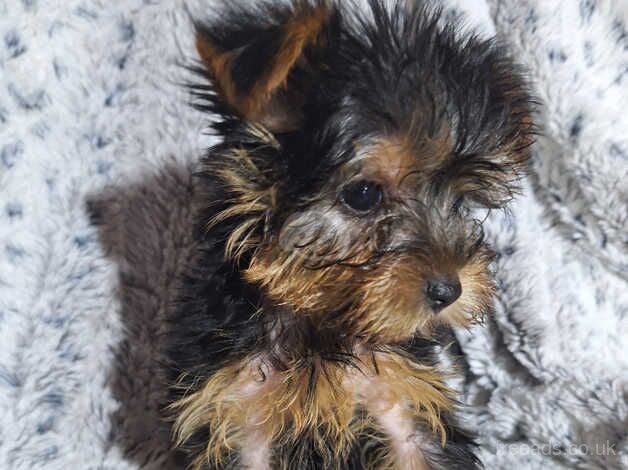 Beautiful pure bred Yorkshire Terriers for sale in Oldham, Greater Manchester