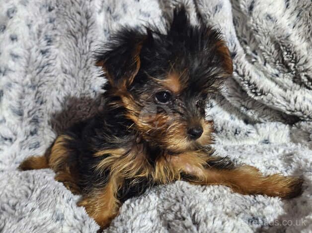 Beautiful pure bred Yorkshire Terriers for sale in Oldham, Greater Manchester - Image 3