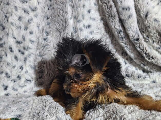 Beautiful pure bred Yorkshire Terriers for sale in Oldham, Greater Manchester - Image 5