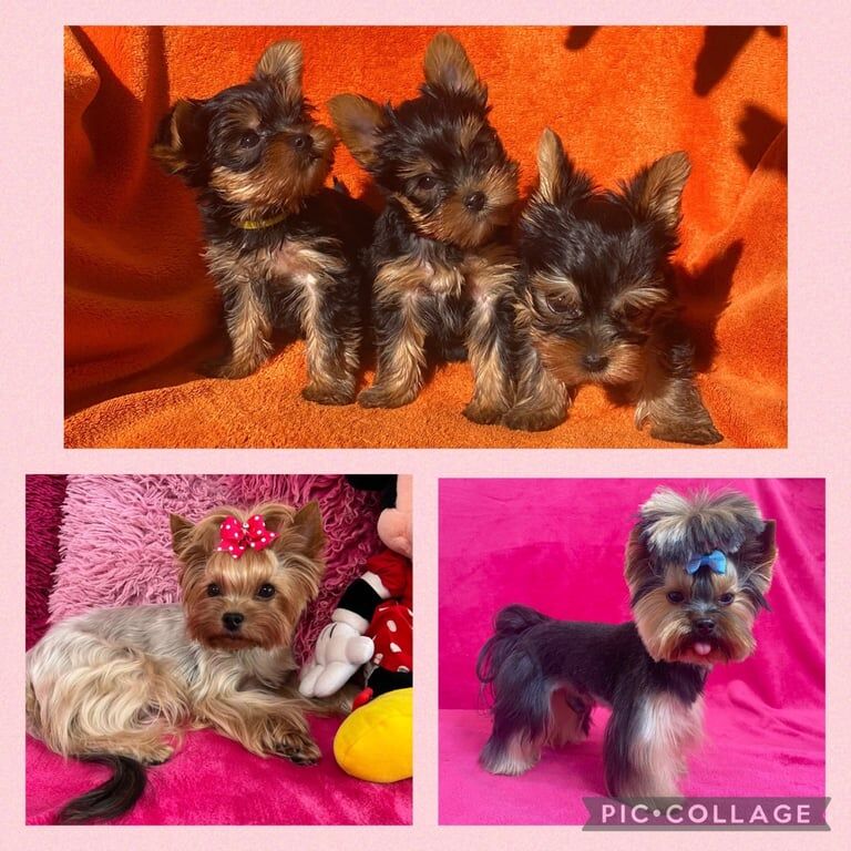 Beautiful pure breed mini Yorkshire Terrier puppies for sale in Bromley, Greater London