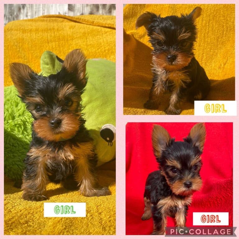 Beautiful pure breed mini Yorkshire Terrier puppies for sale in Bromley, Greater London - Image 2