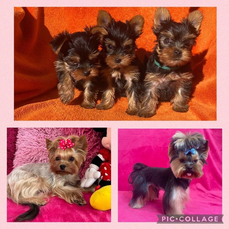 Beautiful pure breed mini Yorkshire Terrier puppies for sale in Bromley, Greater London - Image 3