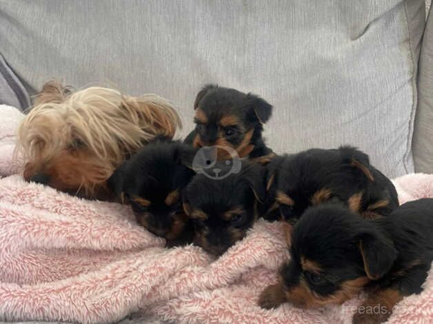 Beautiful pure breed Yorkshire terriers for sale in Slough, Powys - Image 1